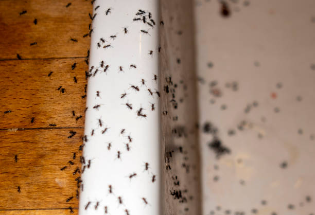 Wasp Removal Services in Redland, TX